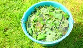 Plante care fac bine la reumatism. Ce plante „uitate” se foloseau la băi pentru dureri articulare sau osteoartrită