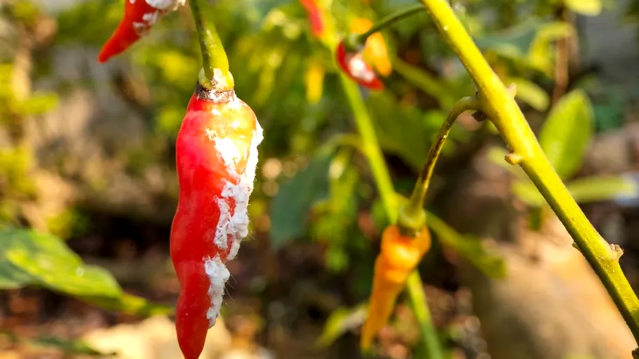 Cum scapi de păduchii lânoși ai plantelor fără substanțe chimice. 6 soluții naturale pe care le poți aplica acasă