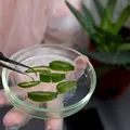 Un compus din frunzele de Aloe vera ar putea fi o pistă pentru tratamentul Alzheimer