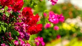 Secretul trandafirilor care înfloresc toată vara. Cele șase reguli simple recomandate de specialiști pentru o grădină spectaculoasă