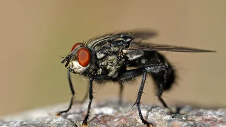 Muștele dispar rapid cu acest ingredient BANAL din bucătărie