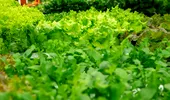 Condimentele nelipsite din salate care pot deveni toxice pentru ficat, conform specialiștilor