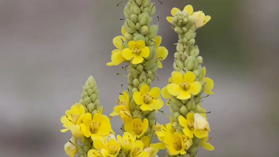 Lumânărică (Verbascum phlomoides)