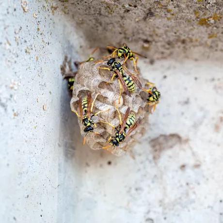 Cum să scapi de viespi în mod natural. Trucul cu apă și săpun care distruge cuiburile