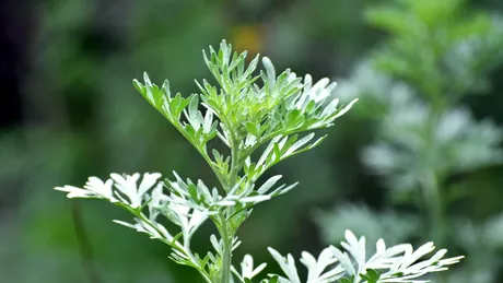 Pelinul, doctorul amar care curăță trupul