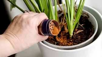 Cum să folosești scorțișoara la înmulțirea plantelor de interior. Vei crește florile sănătoase și fără substanțe chimice