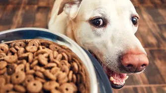 Hrana pentru câini, mai periculoasă pentru mediu decât hrana stăpânilor. Ce arată un nou studiu despre amprenta de carbon a mâncării pentru animale