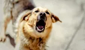 Fetiță de șase ani, mușcată de un câine în București, în timp ce se îndrepta spre școală 