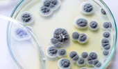 O ciupercă periculoasă, rezistentă la medicamente, se răspândește rapid în spitale. Poate provoca infecții grave