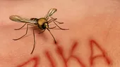 Prima persoană infectată cu virusul Zika confirmată în România