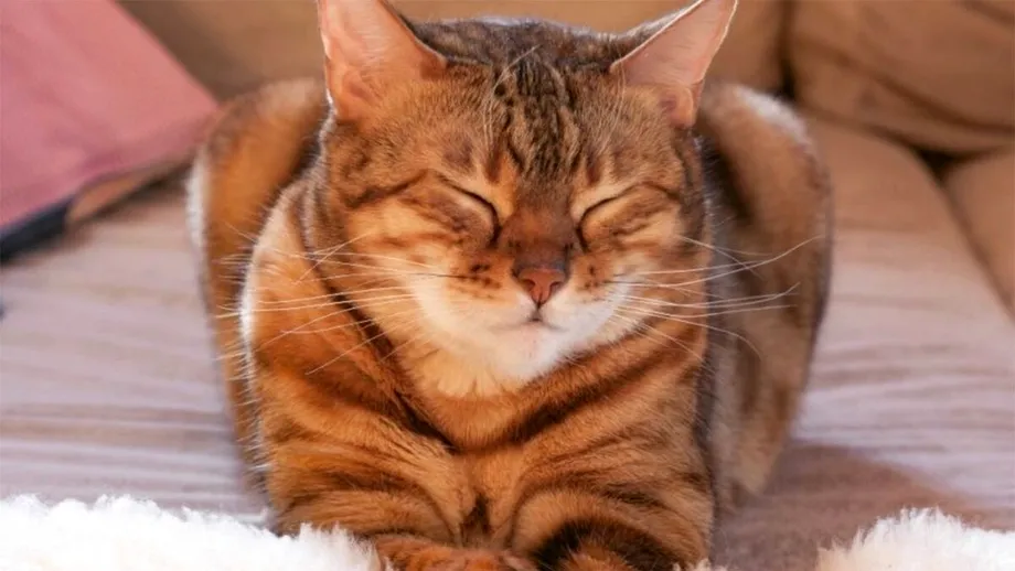 Ce mesaj vrea să-ți transmită pisica ta, când clipește insistent spre tine