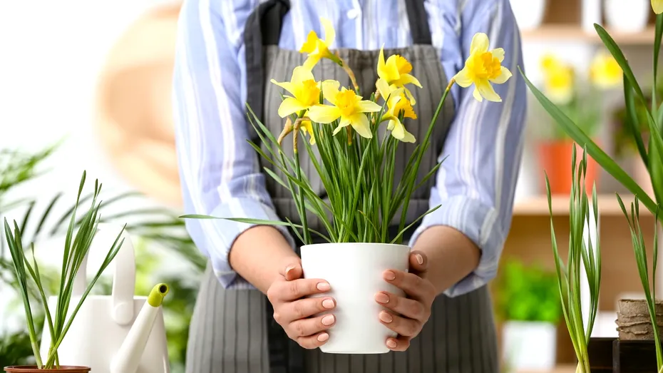 Ce să pui în ghiveciul plantelor pentru a nu se ofili. Nu-ți mai faci griji când pleci în vacanță