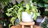 5 plante de apartament care pot crește fără pământ. Sunt ușor de întreținut și arată spectaculos