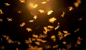Moliile fug de acest tip de lumină! Schimbarea simplă care îți poate transforma casa într-un loc neatrăgător pentru insecte
