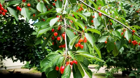 De ce copiii din Germania nu se ating de cireșe până nu se coc? Ce beneficii are disciplina în viață?