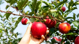 Plantarea pomilor fructiferi – alegerea locului, a soiului și a datei de plantare