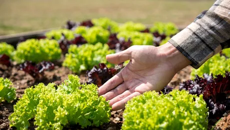 Legume pe care să le plantezi în luna august, pentru a te bucura de o recoltă bogată la toamnă