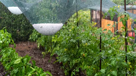 Ce plante poți pune în grădină la sfârșitul lui august. Legumele și plantele care mai au timp să crească înainte de toamnă