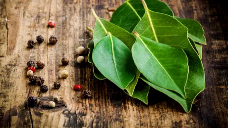 Ce se întâmplă dacă pui frunze de dafin în bradul de Crăciun? Cum ți se va schimba viața, conform tradiției Feng Shui