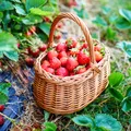 3 fructe pe care să le pui în grădină acum. Cresc rapid și culegi chiar vara asta