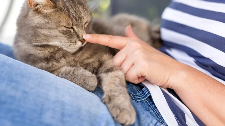 Motivul pentru care pisicile adoră să doarmă pe stăpâni