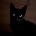 Ce nu trebuie să faci dacă vezi o pisică neagră sau spargi o oglindă. Superstițiile de care românii se tem și astăzi