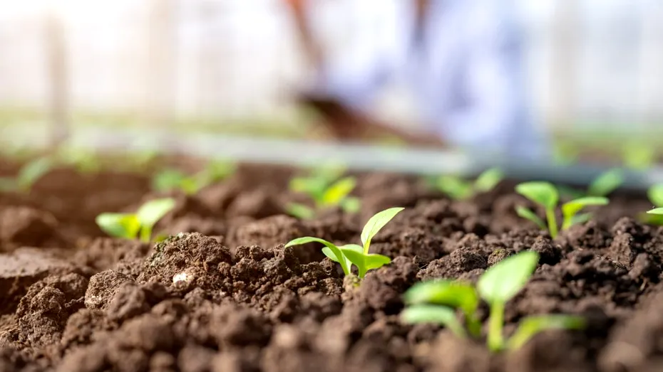 Ce plantezi în martie în grădină sau în solar ca să ai o recoltă bogată la vară