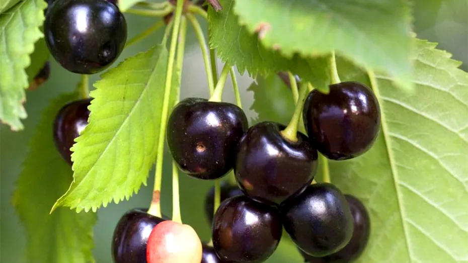 Singurul fruct cu puteri tămăduitoare. Vindecă reumatismul, guta, artrita și previne cancerul