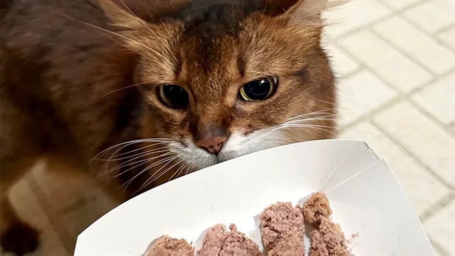 Motivul pentru care pisica ta refuză să mai mănânce hrană umedă. Ce mesaj vrea să îți transmită, de fapt