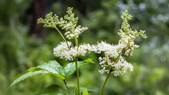 Crețușca, planta considerată „aspirina naturală”. Ce beneficii are și cum se consumă