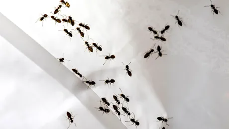 Scapă rapid de furnici cu acest ulei care nu costă mai mult de 30 de lei! Mirosul lui le alungă