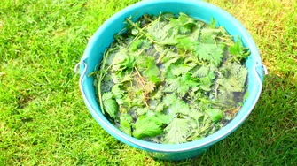 Plante care fac bine la reumatism. Ce plante „uitate” se foloseau la băi pentru dureri articulare sau osteoartrită