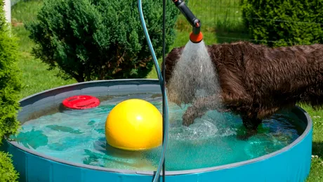 Îți stropești câinele cu apă când este foarte cald afară? Iată de ce este o greșeală care îl pune în pericol