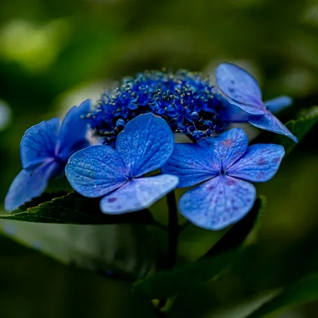 Albăstrelele – florile albastre cu beneficii uimitoare pentru sănătate și frumusețe