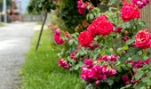 Vecinii periculoși ai trandafirilor: ce să nu plantezi niciodată pe lângă trandafiri. Le strică sănătatea și frumusețea