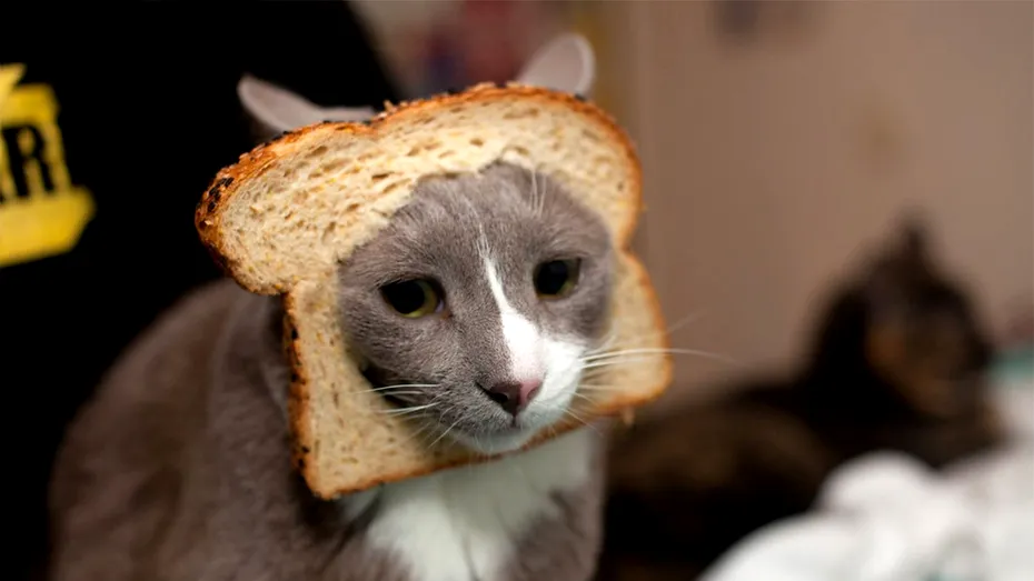 Este pâinea sau nu bună pentru pisici? Experții veterinari au deslușit misterul