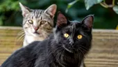 Ziua internațională a pisicilor negre și superstițiile despre acestea: cum au apărut și care este adevărul, de fapt?
