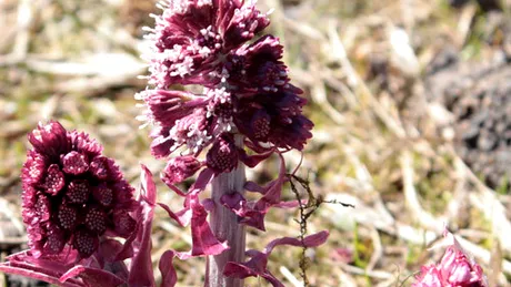 Captalanul (Petasites hybridus)