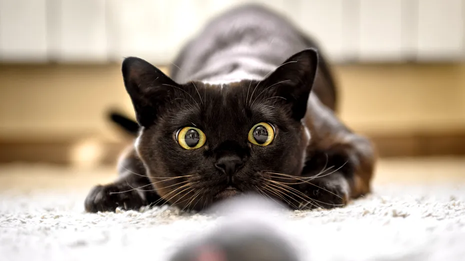 Ce jucării adoră animalele de companie şi de ce e importantă joaca pentru sănătatea lor