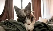 Câinele și-a făcut nevoile în pat? Trucurile simple care te ajută să scapi de miros și pete