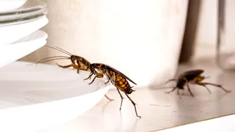 Soluția simplă care te scapă de gândacii din casă. Două ingrediente ieftine din bucătărie