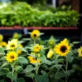 Floarea spectaculoasă pe care specialiștii recomandă să nu o plantezi lângă casă. Poate afecta dezvoltarea altor plante din grădină