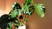 Cum să îngrijești corect planta Monstera. Frunzele nu se vor mai îngălbeni dacă faci asta!