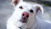 Ce se întâmplă dacă lași un animal în mașină chiar și 10 minute
