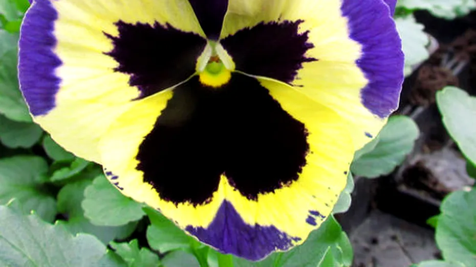 Trei fraţi pătaţi (Viola tricolor)