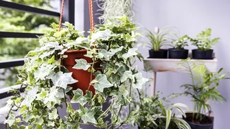 Plantele pe care nu ar trebui să le ții în casă, mai ales dacă ai copii sau animale de companie