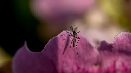 Flori care atrag țânțarii în curte ca un magnet. Ce să nu plantezi dacă nu vrei „musafiri nepoftiți”