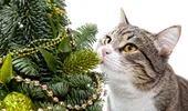 Bradul de Crăciun, „jucăria” preferată a pisicilor VIDEO