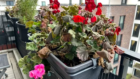 Soluția naturală care readuce plantele la viață în câteva zile. Ai nevoie de un singur ingredient din frigider