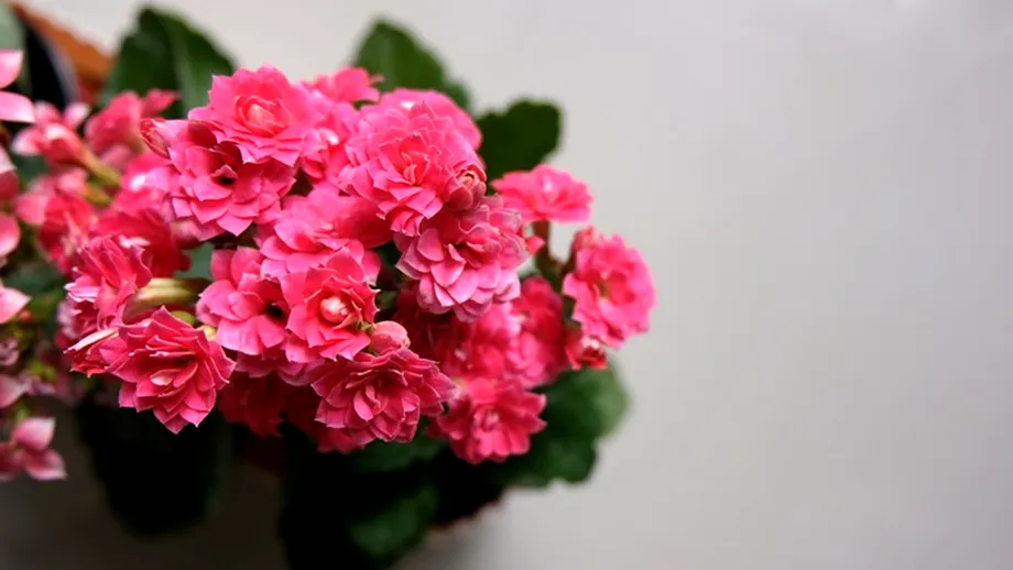 Sporul casei: unde se ține această plantă care aduce noroc în orice locuință